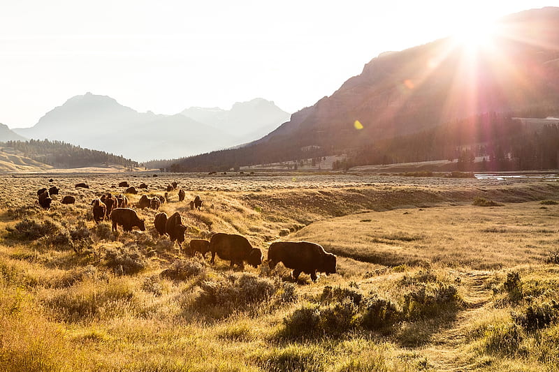 Bison group on the move, Bison, 30 June 2017, Lamar Valley, Yellowstone National Park, American buffalo, HD wallpaper