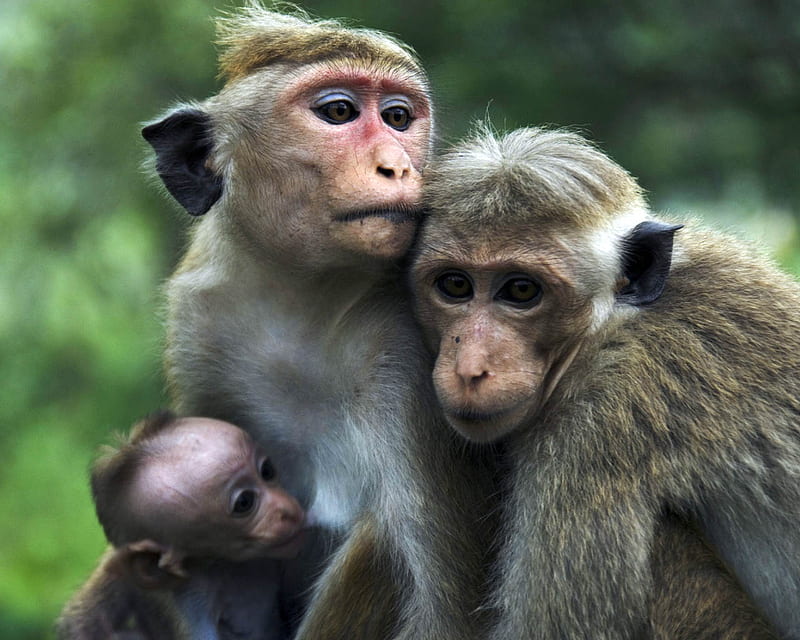 Funny-animals-monkey, family, monkeys, nature, funny, animals, HD wallpaper