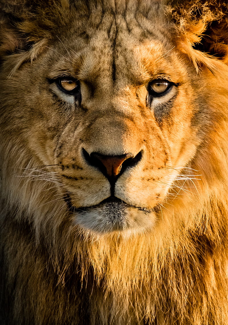 lion, glance, face, big cat, predator, HD phone wallpaper
