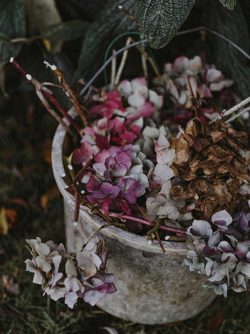 hydrangea, flowers, purple, bucket, HD phone wallpaper