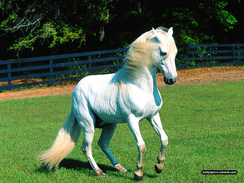 andalusian stallion, horse, HD wallpaper