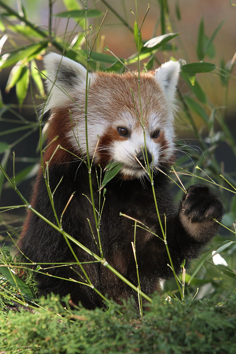 red panda, panda, cute, grass, HD phone wallpaper