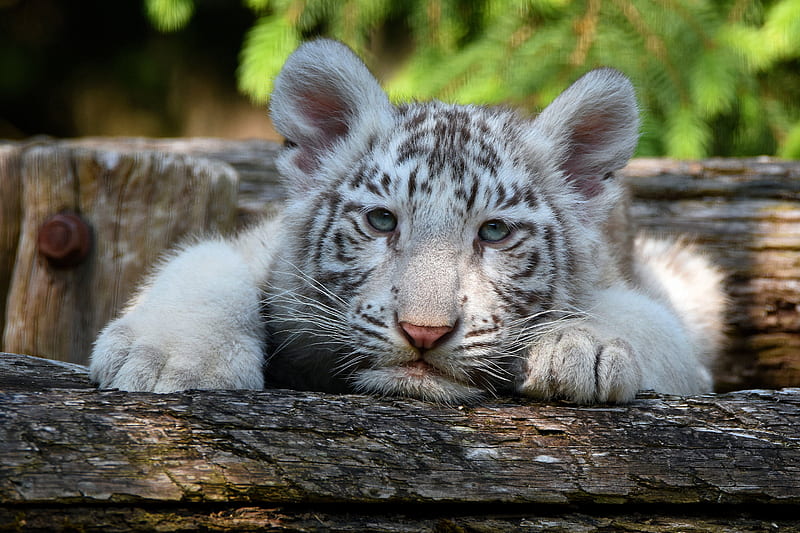 Cats, White Tiger, Baby Animal, Big Cat, Cub, Wildlife, HD wallpaper