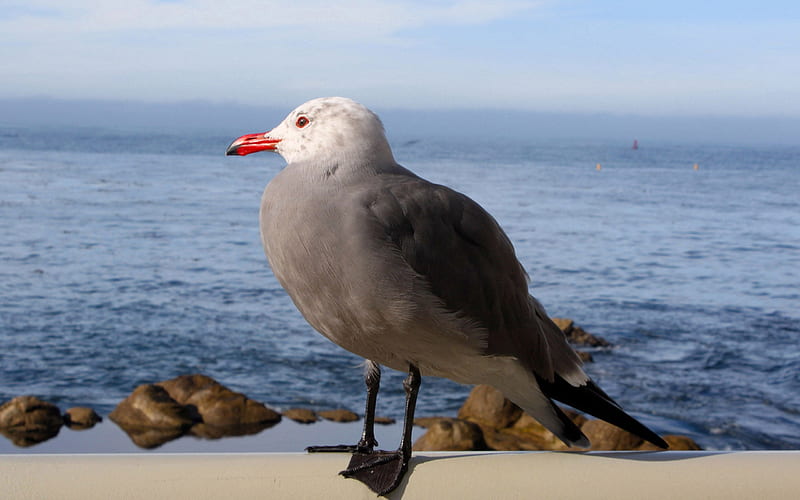 seagull bird-Animal, HD wallpaper