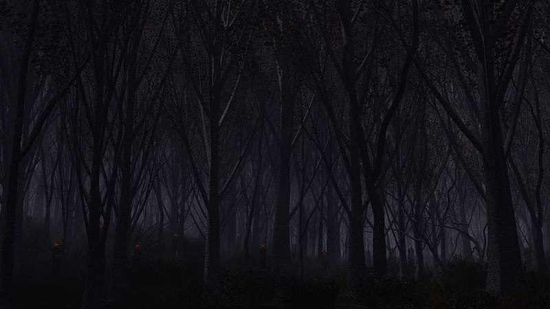 Forest Dark, forest, dark, nature, HD wallpaper | Peakpx