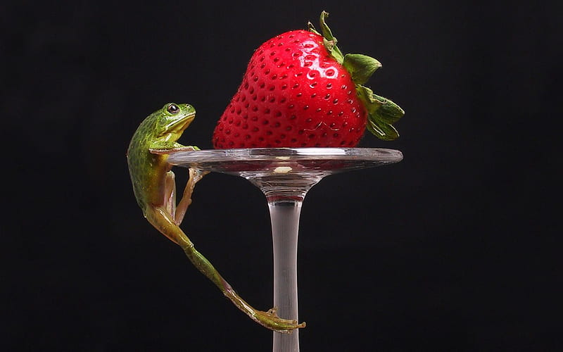 food for frogs, frogs, red, frog, glass, lizard, strawberry, black, climbing, HD wallpaper
