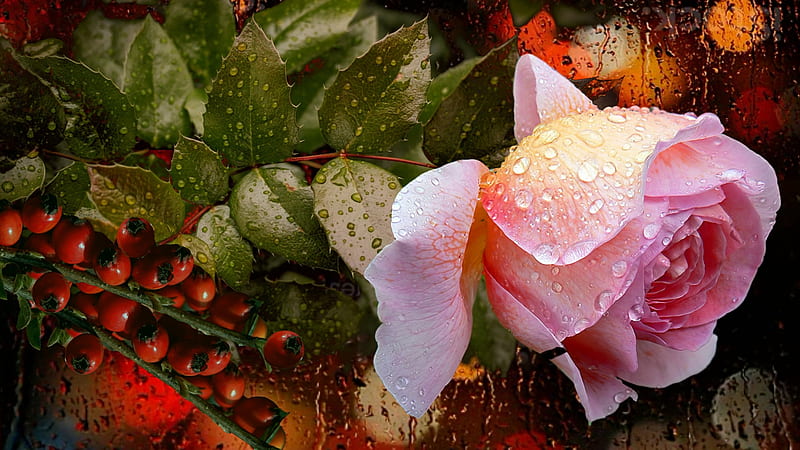 Rose in Rain, blossom, pink, berries, raindrops, petals, HD wallpaper
