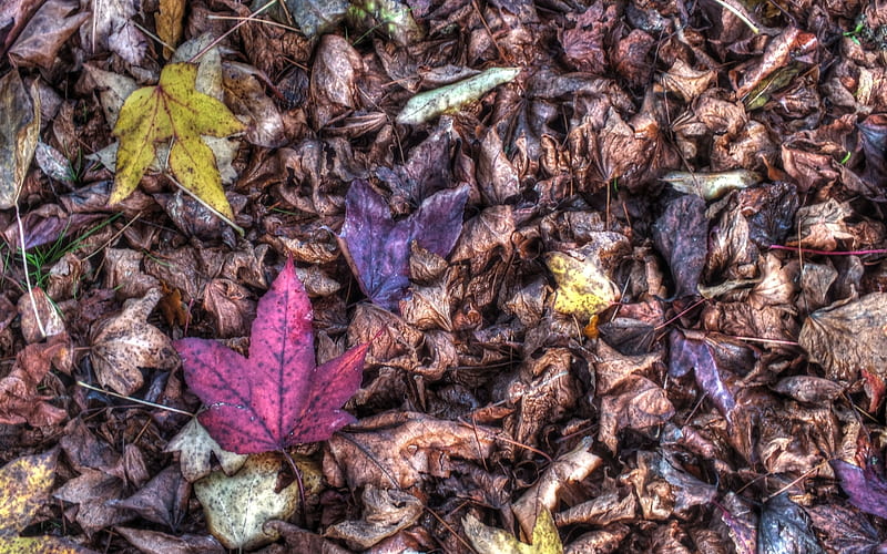 Red Leaf, forest, autumn, garden, park, winter, leaf, HD wallpaper