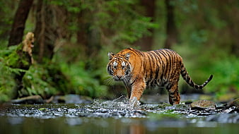 Tiger Is Walking On Water In Blur Forest Background Tiger, HD wallpaper |  Peakpx