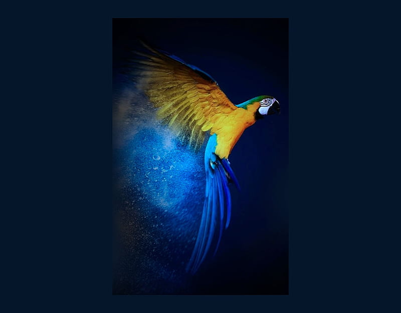 Bird in Flight, blue, album, bird, color on black, bright, yellow, HD wallpaper
