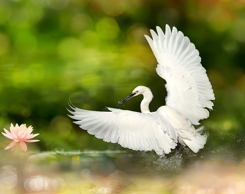 Heron Fuyi Chen Wings Lotus Bird Pasare Flower White Hd