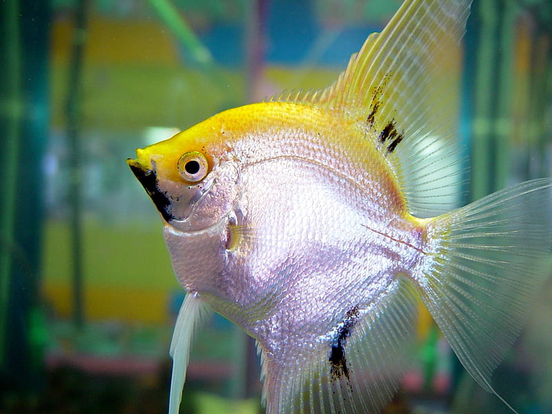 Yellow-and-Silver-Fish, yellow-and-silver, bonito, fish, HD wallpaper