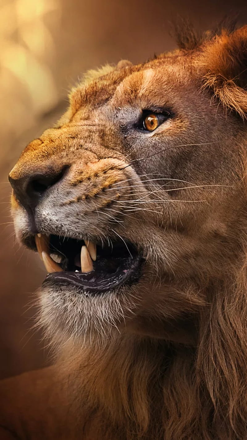 King of the jungle, animal, face, lion, profil, teeth, wild, HD phone wallpaper