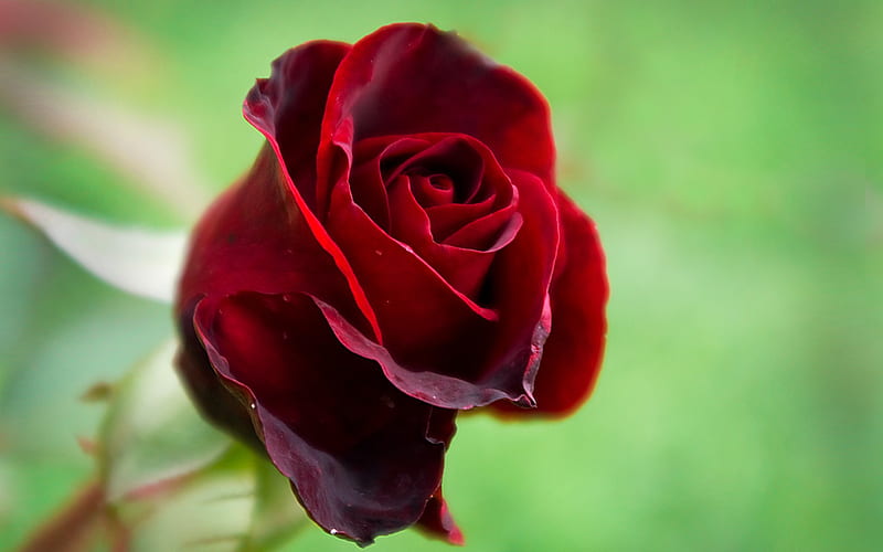 Wild red rose, red, green, rose, love, flower, passion, nature, HD wallpaper