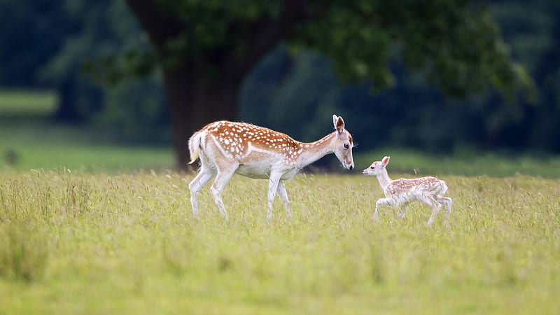 :-), cute, caprioara, baby, mother, animal, deer, HD wallpaper