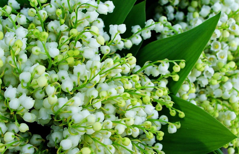 Lily of the valley, pretty, bonito, fragrance, leaves, nice, green ...
