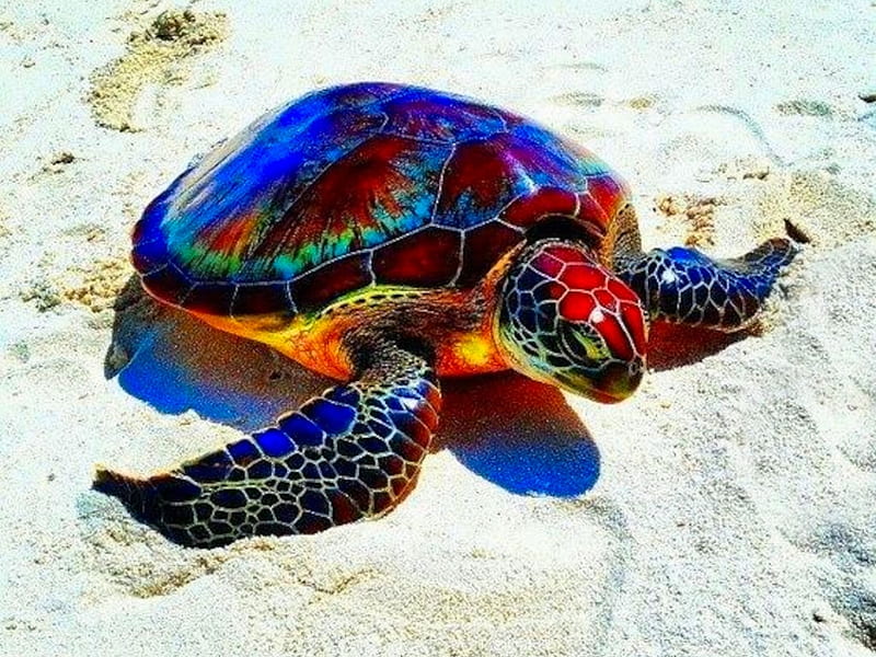 Rainbow Turtle, the WOW factor, wonderful nature, nature, album, Cheese Burger, HD wallpaper