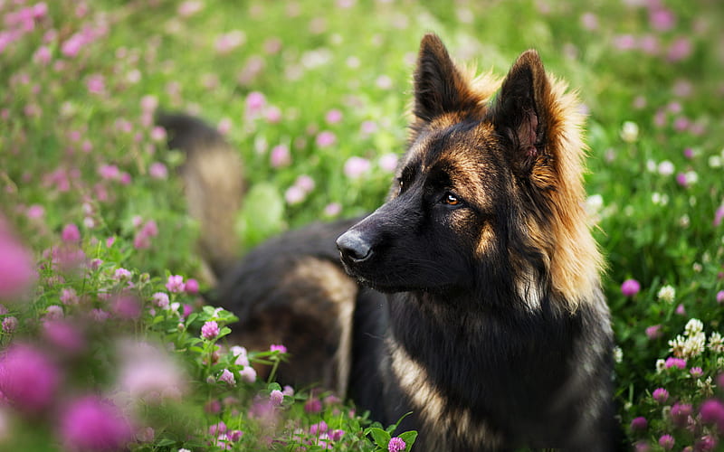 German Shepherd, purple flowers, bokeh, cute animals, lawn, dogs, German Shepherd Dog, pets, HD wallpaper
