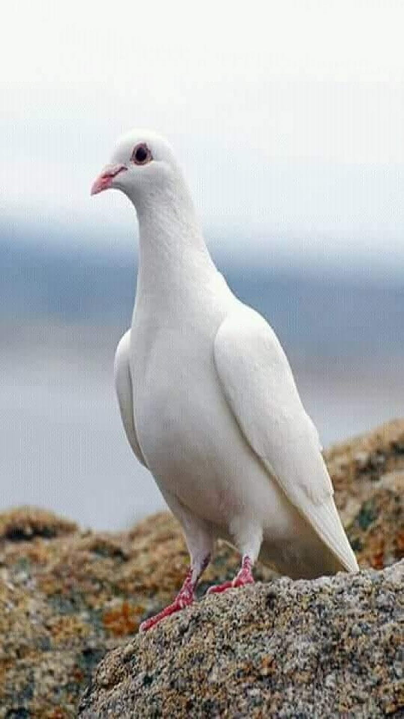 peace, pigeon, white, HD phone wallpaper