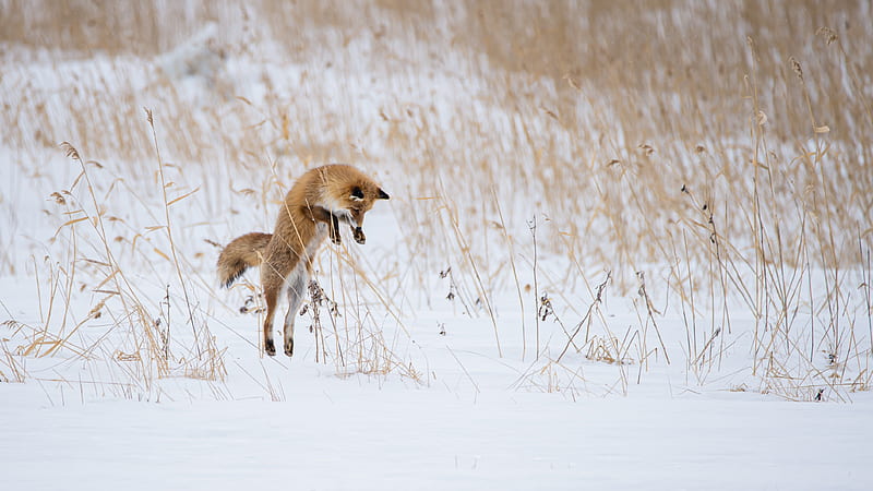 fox, jump, hunting, animal, snow, winter, HD wallpaper