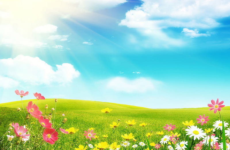 Flowers in Spring, flowers, white clouds, nature, blue sky, meadow, HD wallpaper