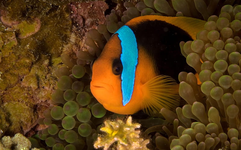 Clownfish Noumea New Caledonia-Animal graphy, HD wallpaper
