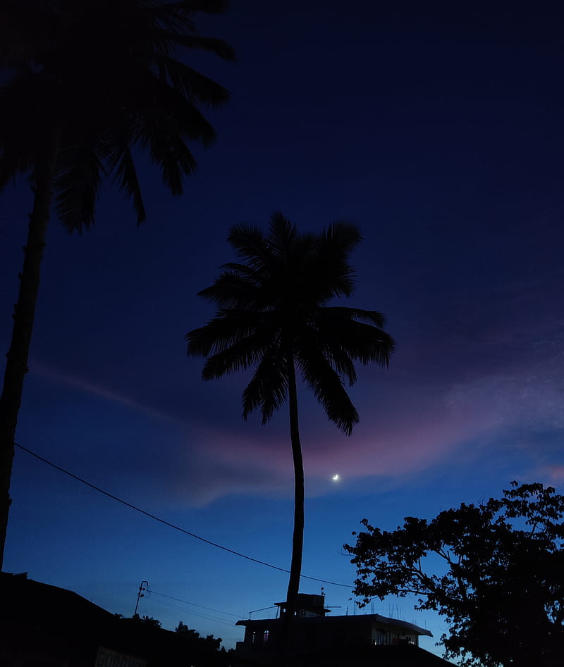 Evening moon, coconut tree, colorful, dark, trees, HD phone wallpaper
