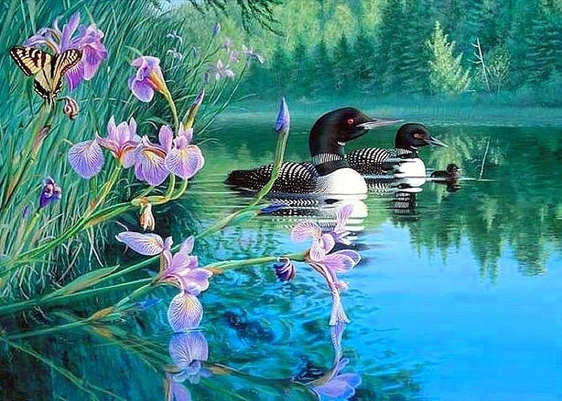Loons in Iris Coves, lakes, loons, butterflies, spring, paintings, flowers, irises, nature, beloved valentines, butterfly designs, animals, HD wallpaper