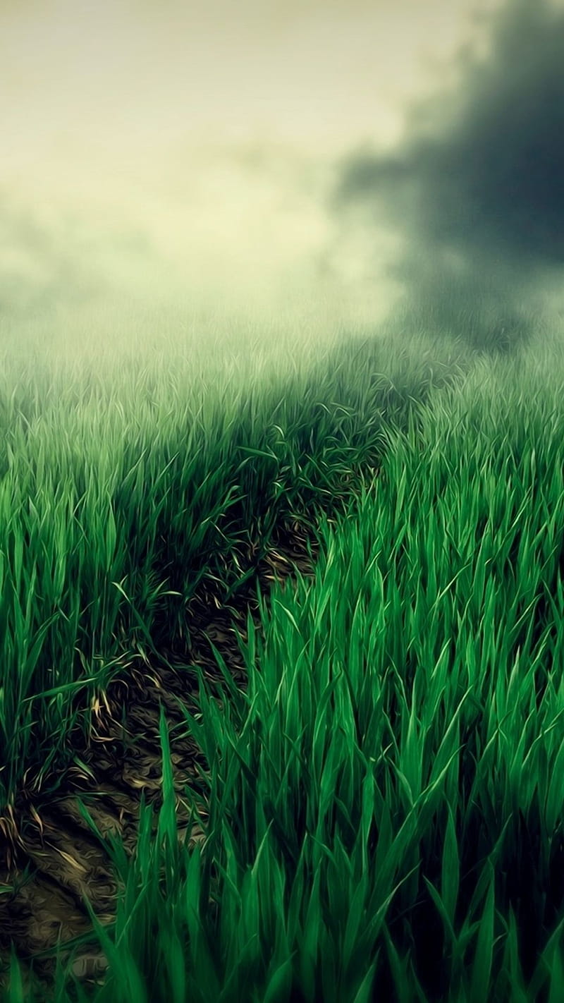 Country Foggy Twilight Grass Leafy Field Path #iPhone #plus #. android, iPhone 5s , Nature, HD phone wallpaper