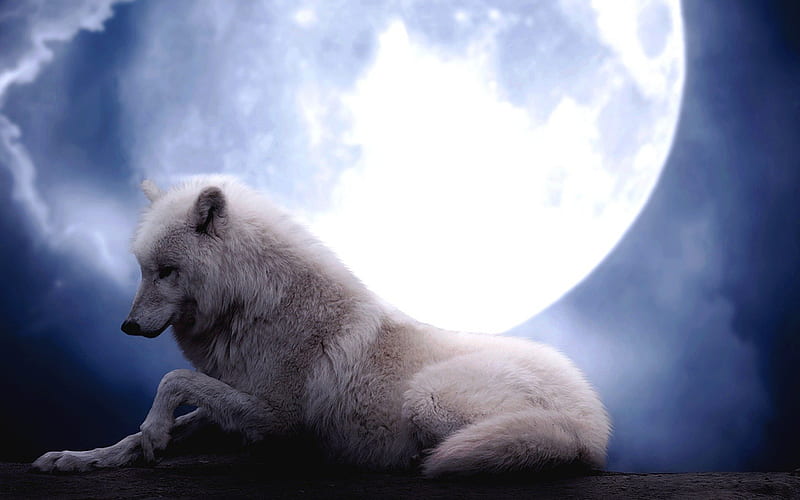 Wolfmoon, predator, moon, wolf, fantastic, HD wallpaper