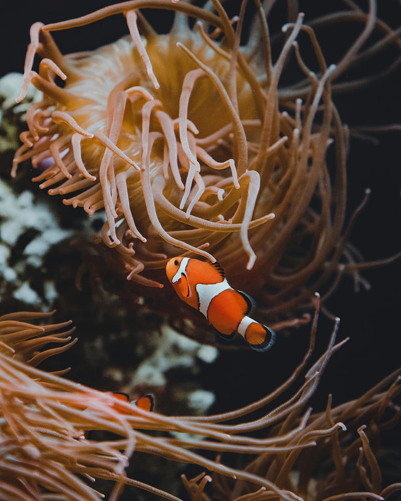 clown fish, fish, corals, reef, algae, underwater, HD phone wallpaper