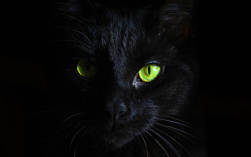 Shorthair black cat, Bombay Cat, pets, beautiful eyes, cats, HD wallpaper