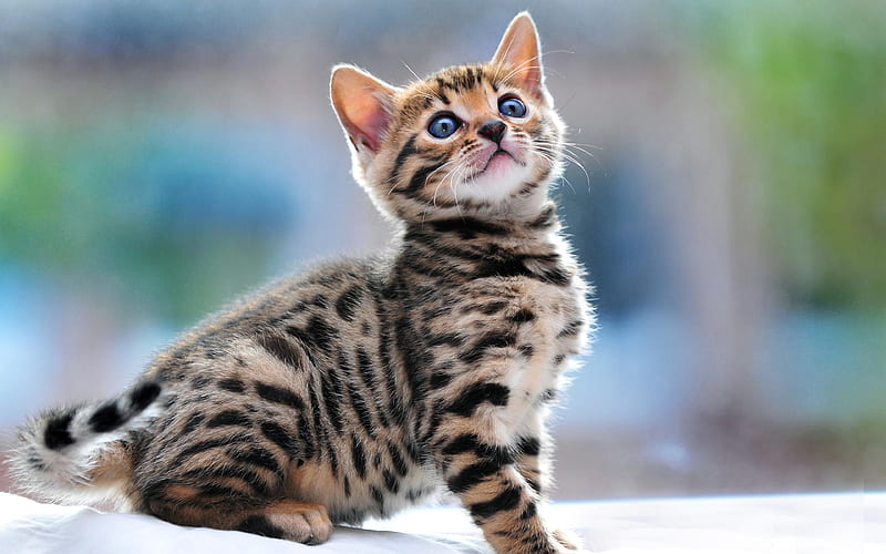 Bengal Cat, exotic jungle cats small gray kitten, pets, cute little animals, kittens, HD wallpaper