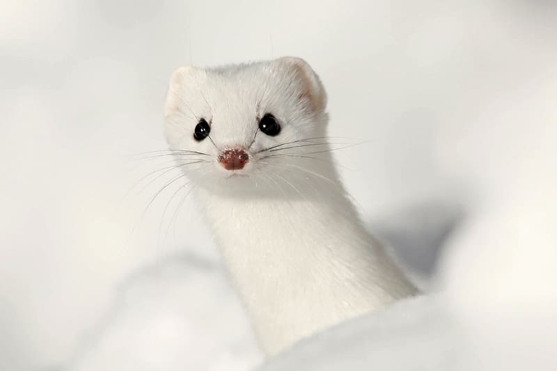 Pop Goes the Weasel, nature, weasel, snow, animals, HD wallpaper