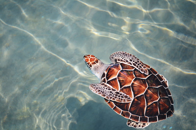 turtle swimming on body of water, HD wallpaper