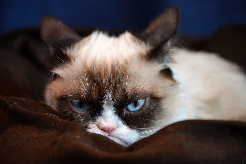 grumpy cat, feline, grumpy, cat, siamese, HD wallpaper