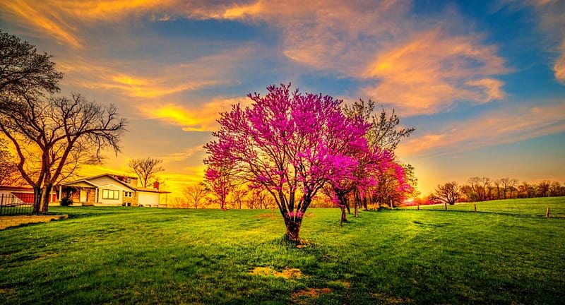 Blossomed Sunset, grass, golden, bonito, sunset, spring, trees, sky, clouds, farmhouse, blossom, green, nature, pink, field, HD wallpaper