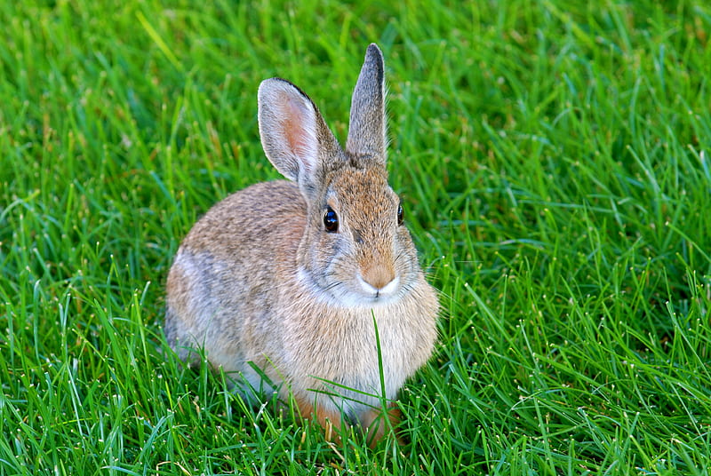 hare, rabbit, animal, grass, HD wallpaper