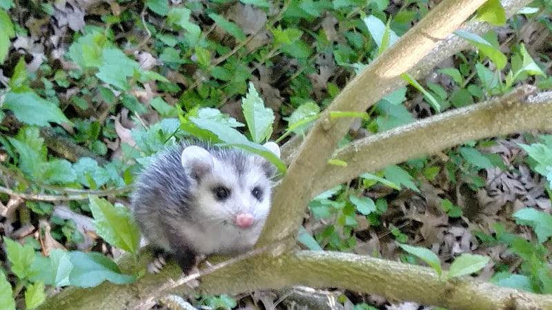 Possum, cute, ferrets, HD wallpaper