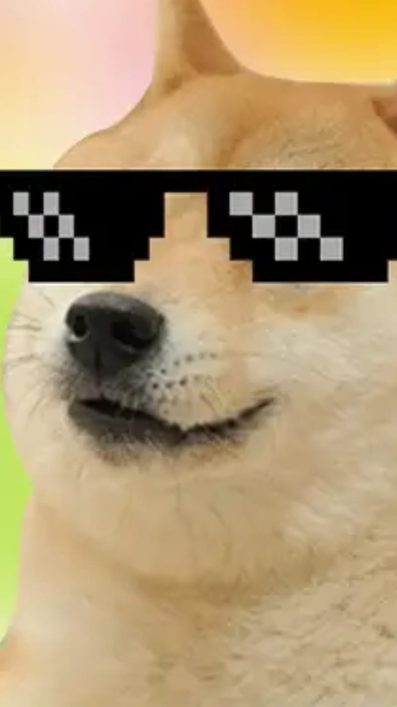 doge meme wallpaper