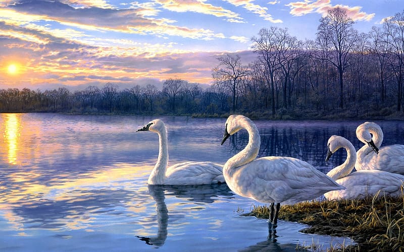 Birds, Animal, Trumpeter Swan, HD wallpaper
