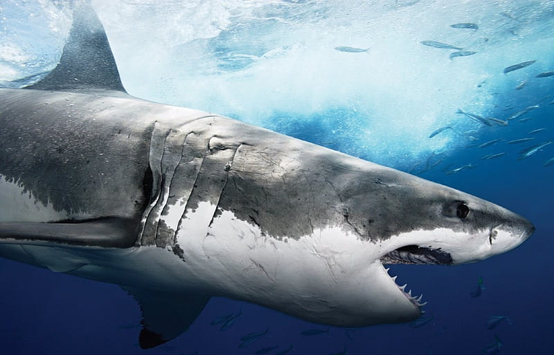 Great White Shark, white death, ocean, animal, HD wallpaper