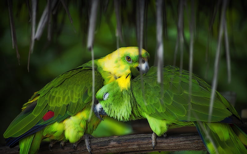 Aratinga, couple of parrots, green parrots, South American, beautiful birds, HD wallpaper