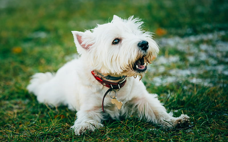 West Highland White Terrier, pets, dogs, white Westie, cute animals, Westie, lawn, Westy Dog, West Highland White Terrier Dog, HD wallpaper