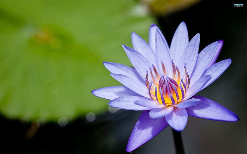 Purple Water Lily, flowers, nature, lily pad, water lily, HD wallpaper
