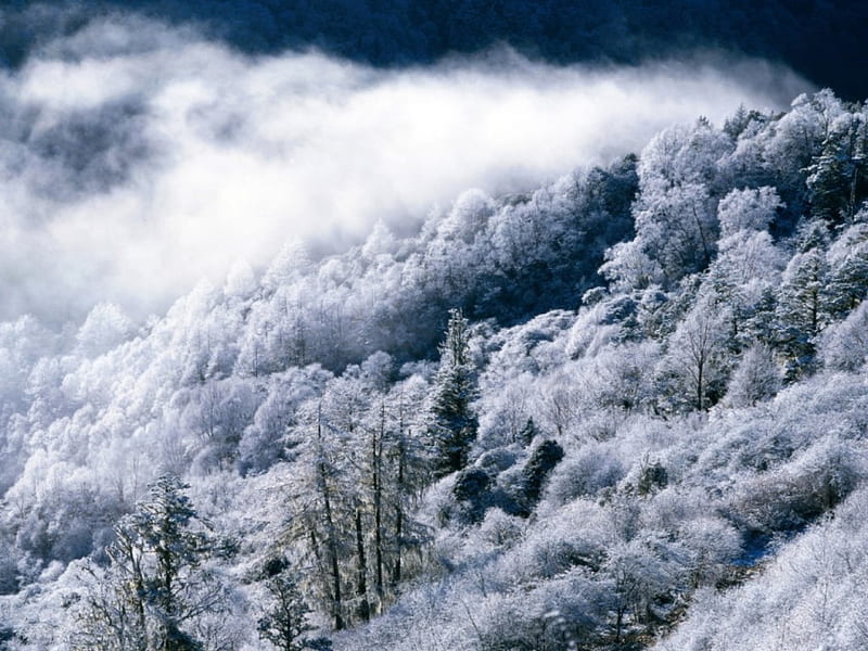 Snow covered trees, mountainside, cloudy sky, HD wallpaper