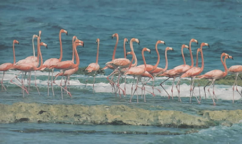 Flamingos, ornithology, Birds, Rose, HD wallpaper