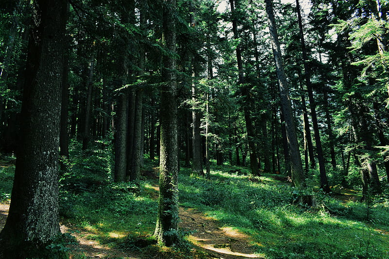 forest, trees, grass, path, green, HD wallpaper