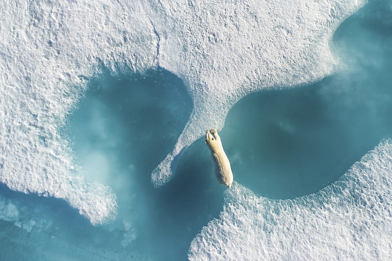 Above the Polar Bear, Polar Bear, Holding back the melting sea ice, Arctic wildlife, Summer 2017, Global warming, Greenland, Nunavut, HD wallpaper
