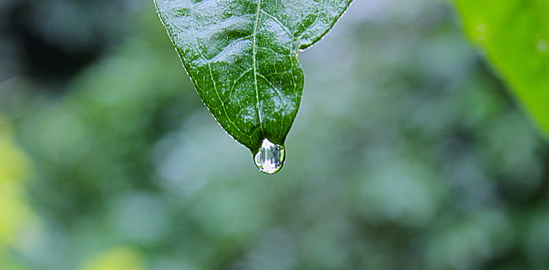 green leaf plant with water drops, HD wallpaper